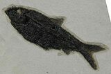 Multiple Fossil Fish (Knightia) Plate - Wyoming #349237-3